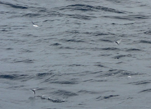 10- Poissons volants 